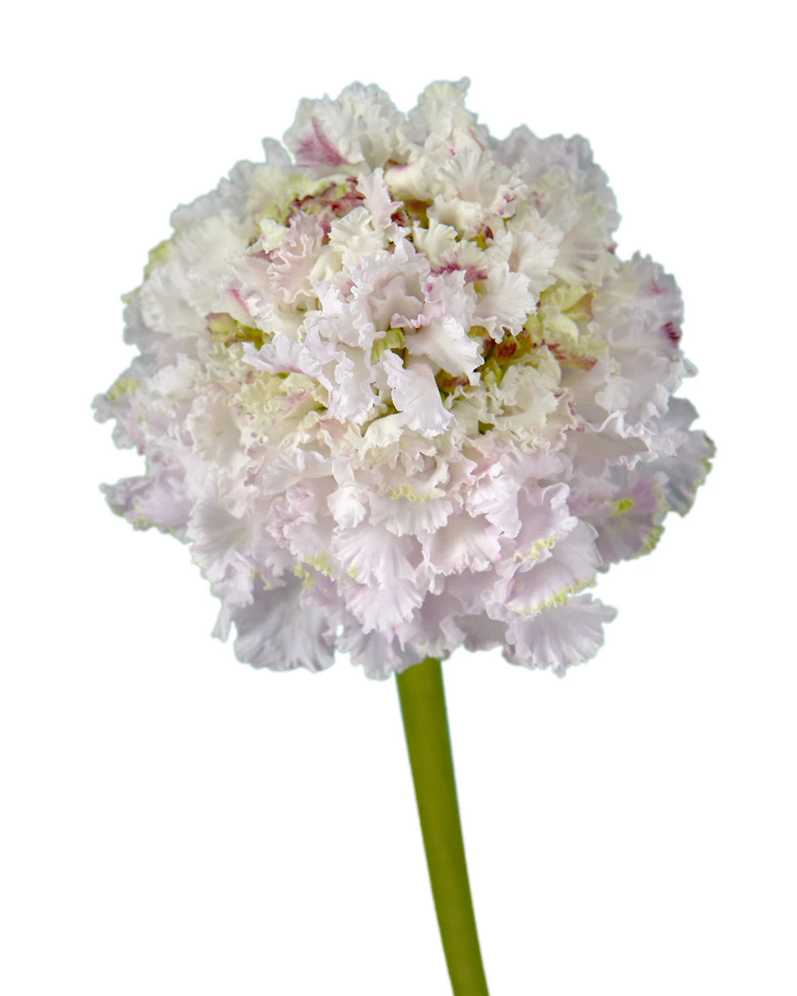Scabiosa Focal Scoop Sweetness