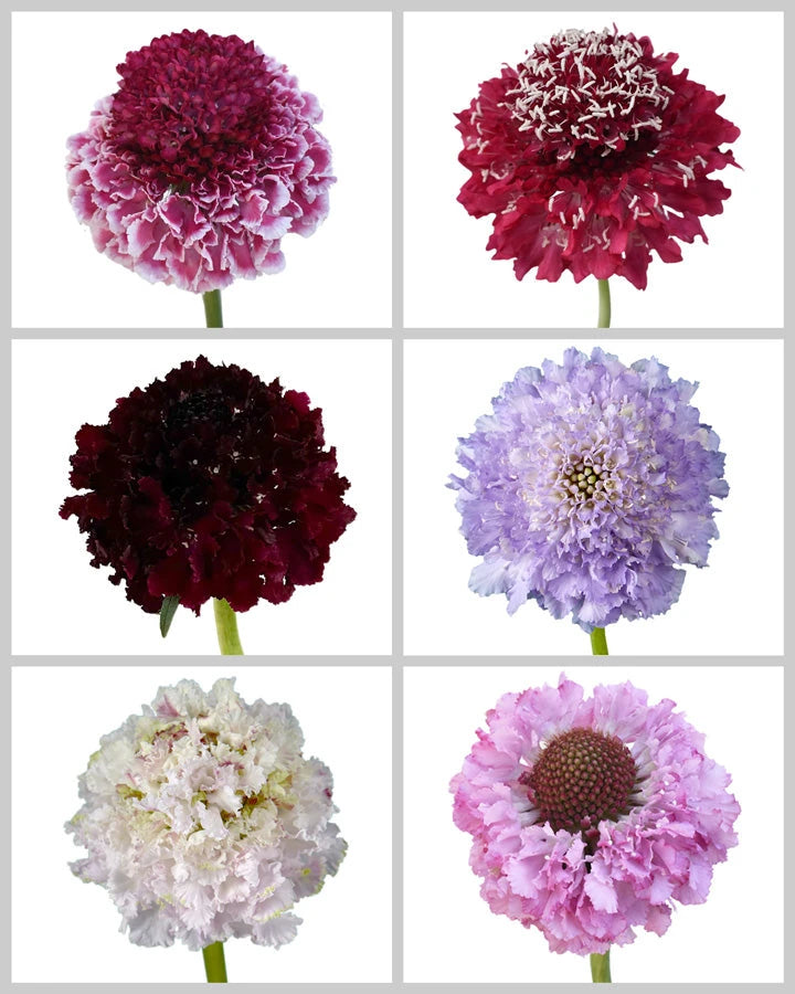 Scabiosa Focal Scoops Assorted Box #910