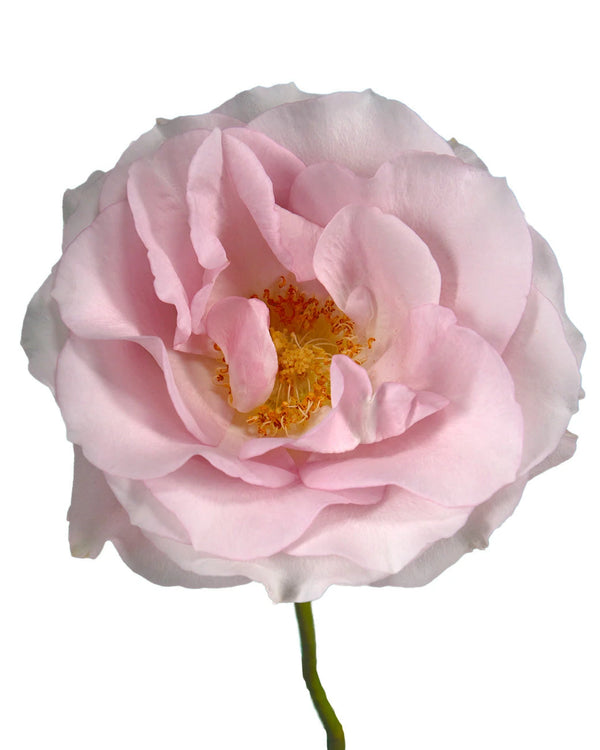 Wholesale Secret Garden Rose | PetalJet