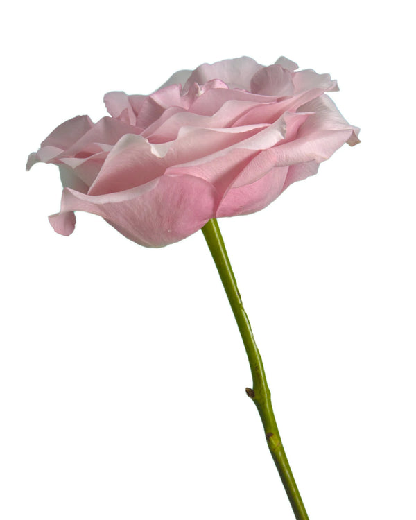 Wholesale Secret Garden Rose | PetalJet