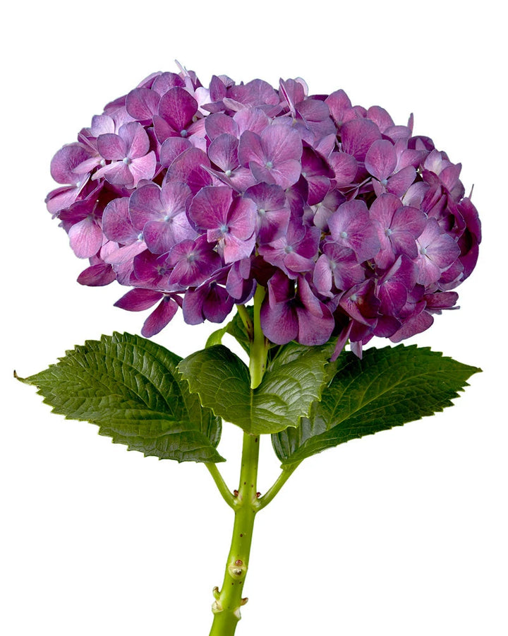 lavender hydrangea flower Bulk wholesale fresh cut Super Select Elite Purple Hydrangea