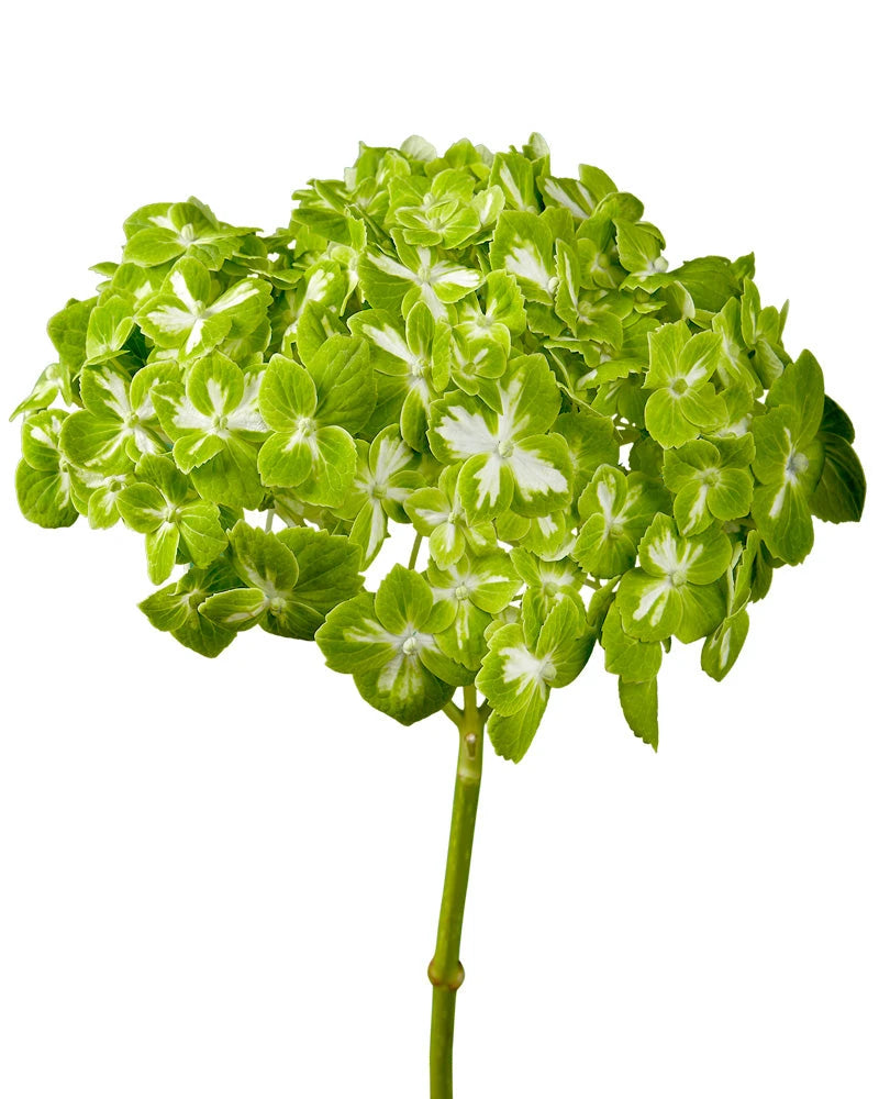 Select Emerald Green Variegated Hydrangea