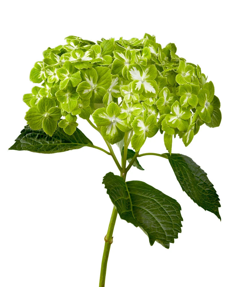 Select Emerald Green Variegated Hydrangea