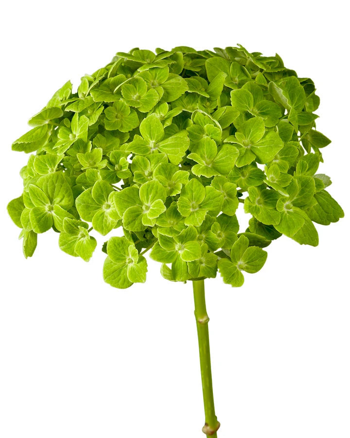 Select Emerald Hydrangea