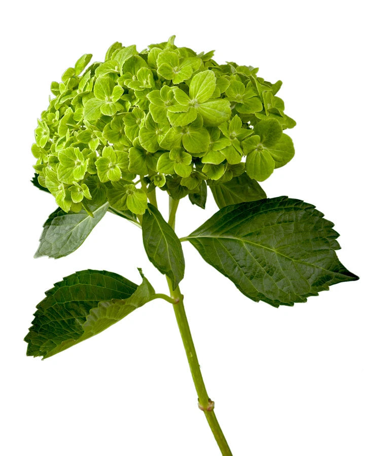 Select Emerald Hydrangea