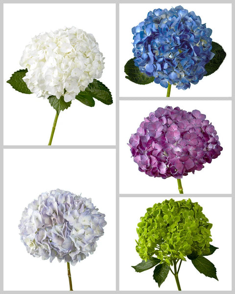 hydrangea2箱 Wholesale Select Hydrangea Assorted Box #965 | PetalJet