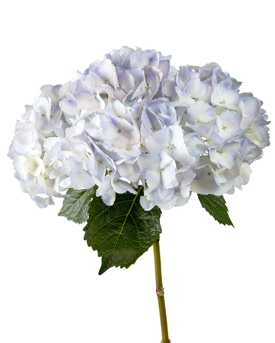 Select Soft Lilac Hydrangea