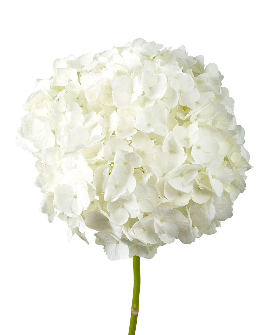 Select White Hydrangea Valentine's Day