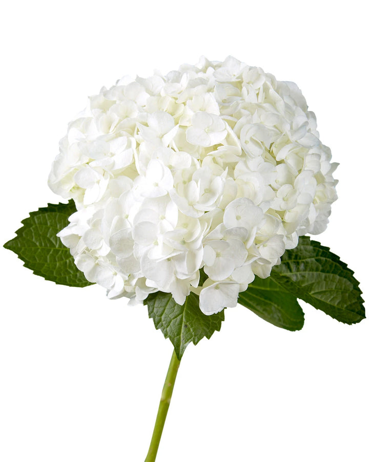 Select White Hydrangea Valentine's Day