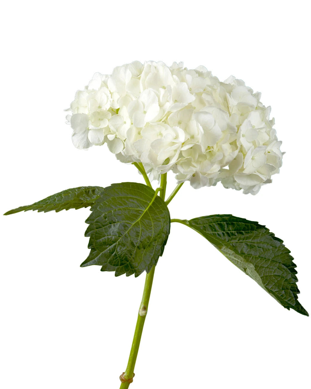 Select White Hydrangea Valentine's Day