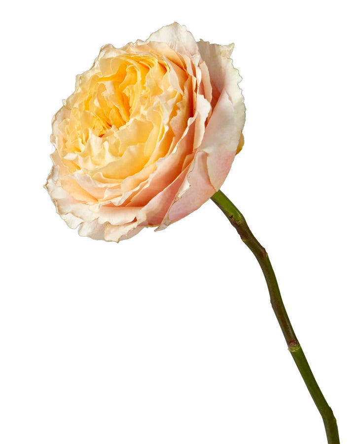 Shine On Garden Rose