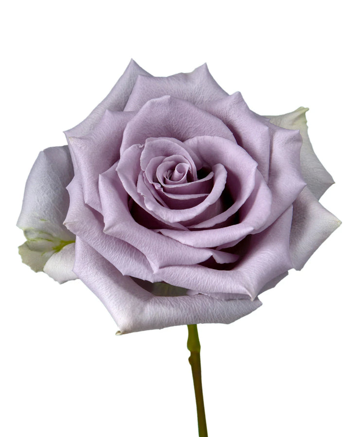 Shocking Blue Rose Valentine Day