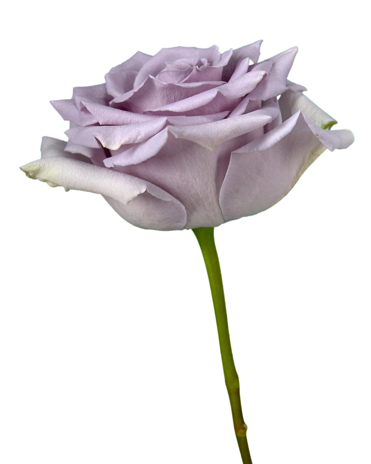 Shocking Blue Rose Valentine Day