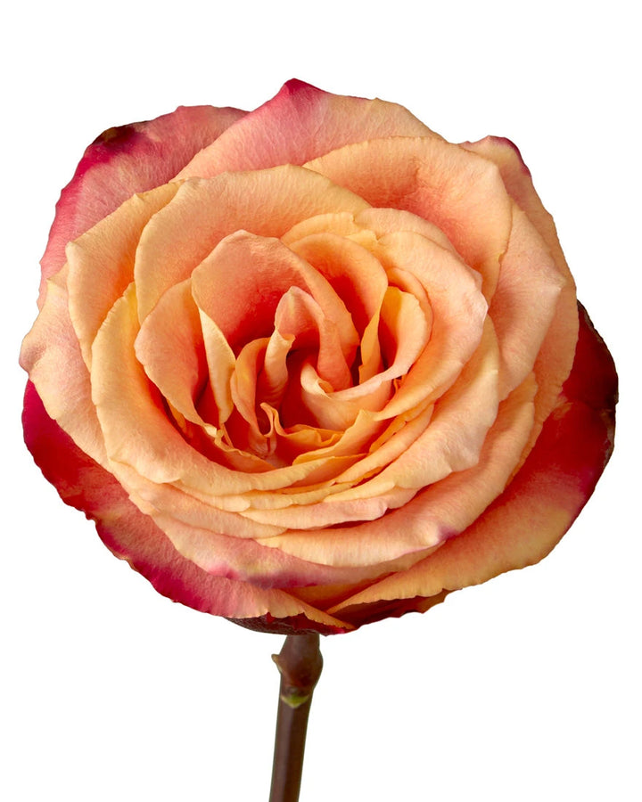 Silantoi Rose