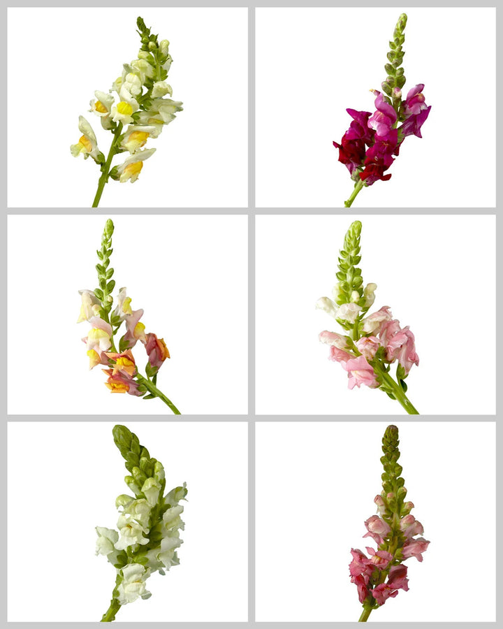 Snapdragon Assorted Box Valentine's Day