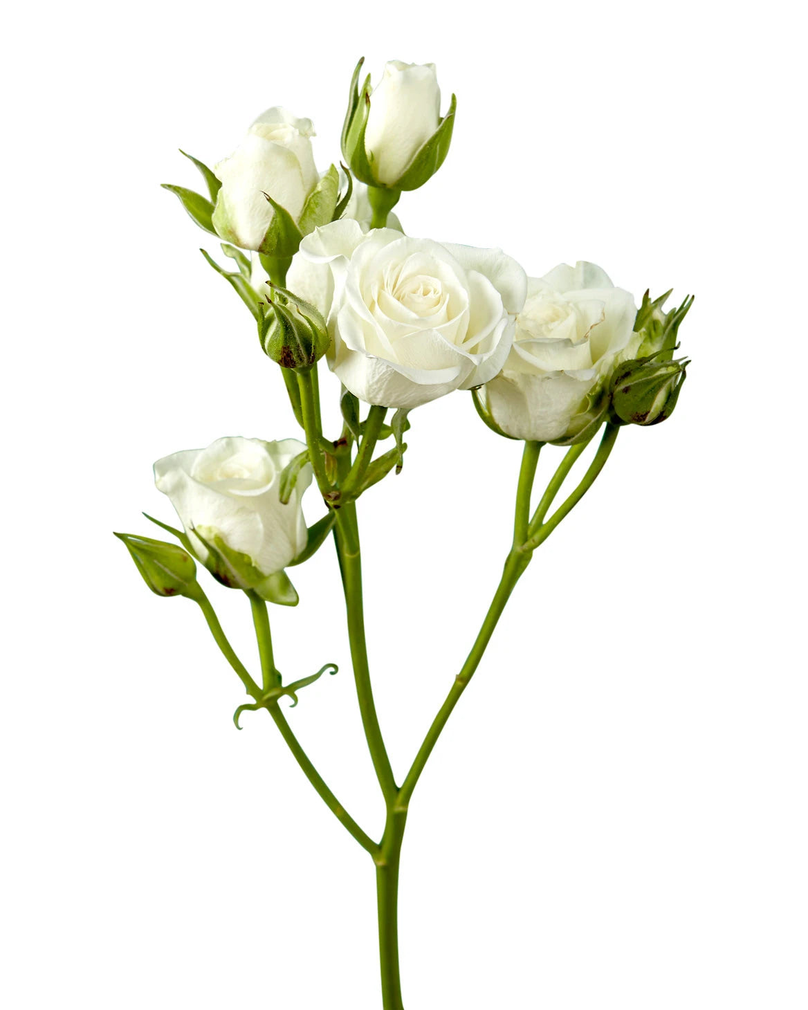 white garden spray roses Spray Rose Vivian White