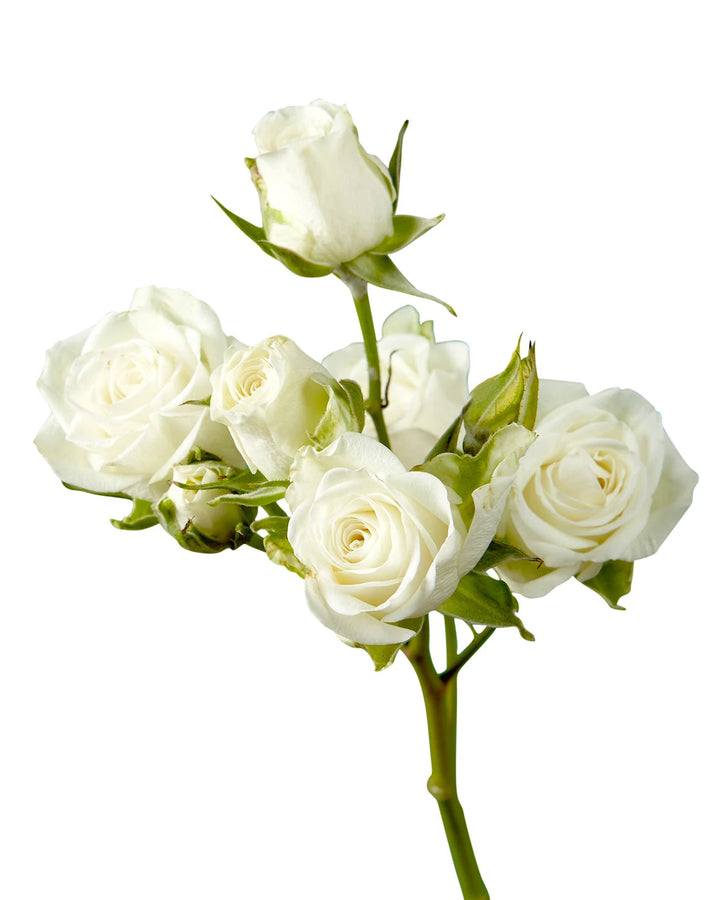 Snowflake Spray Rose