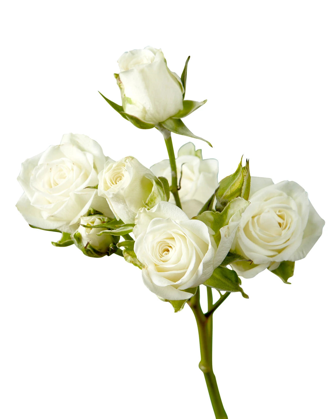 Snowflake Spray Rose Valentine Day