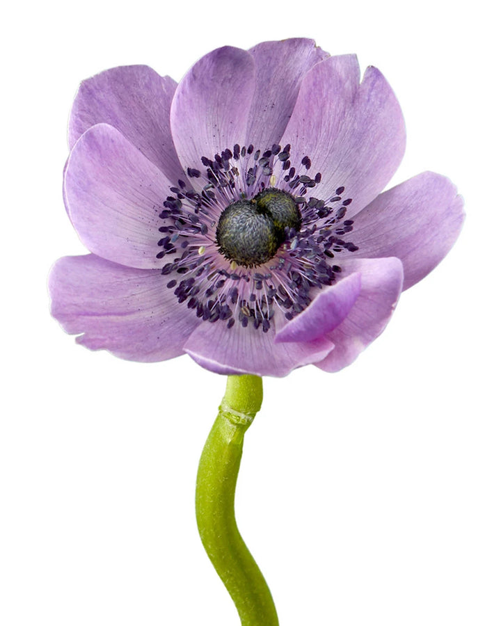 Soft Purple Anemone