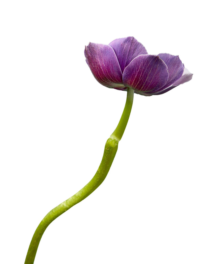 Soft Purple Anemone