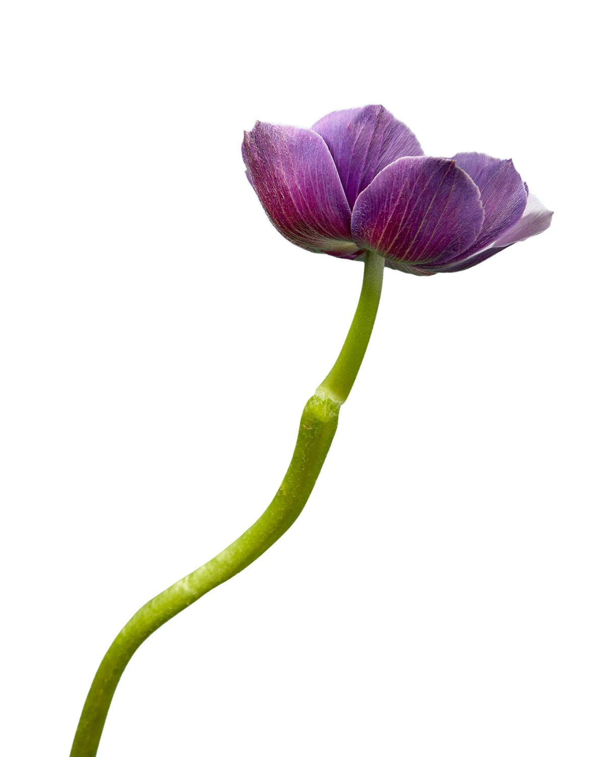 Soft Purple Anemone