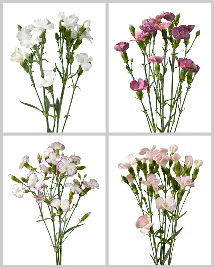 Solomio Assorted Box #256