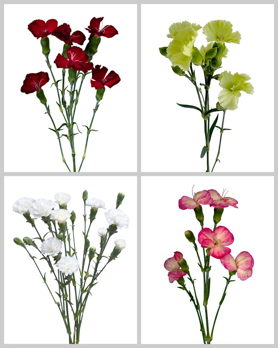 Solomio Assorted Box #257