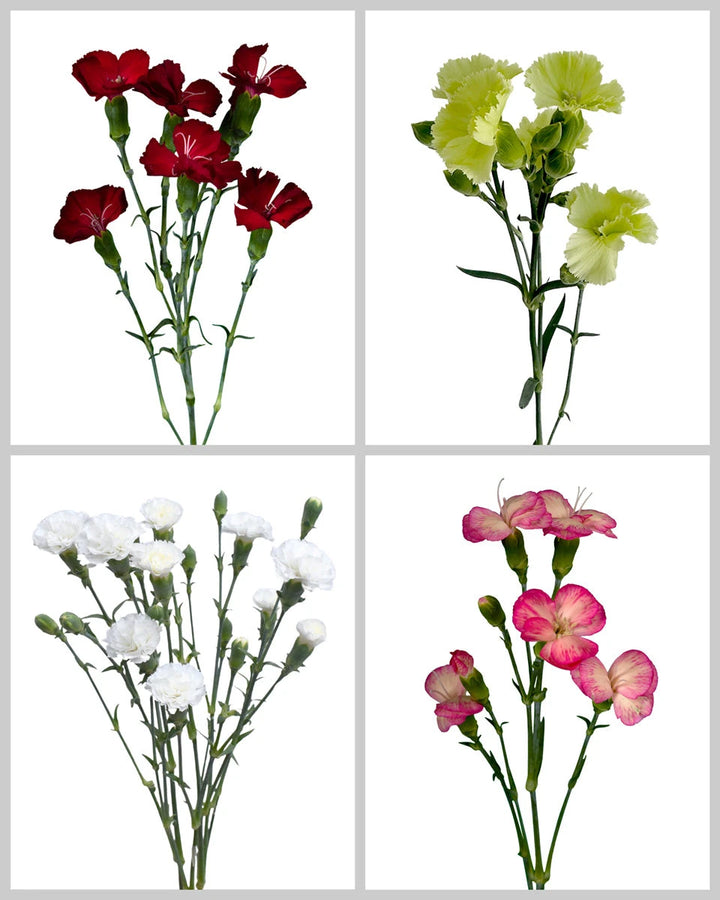 Solomio Assorted Box #257