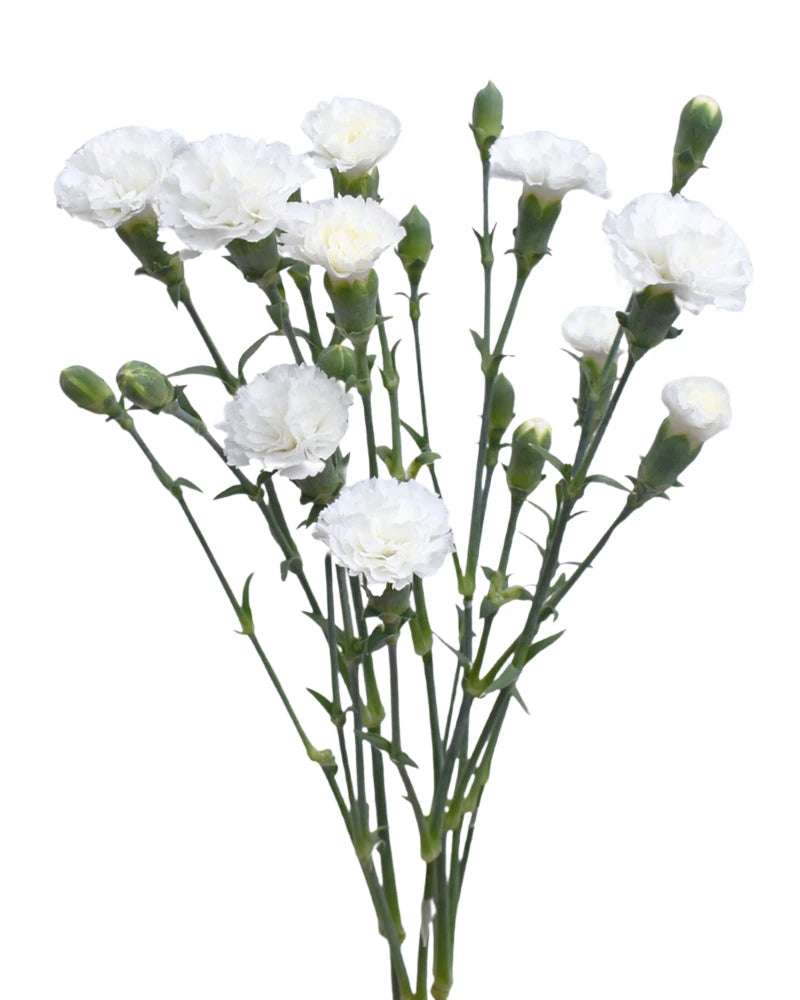 Solomio Lilliput Magic Frost