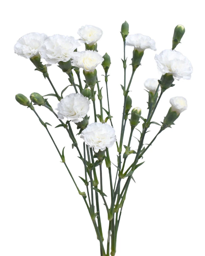 Solomio Lilliput Magic Frost