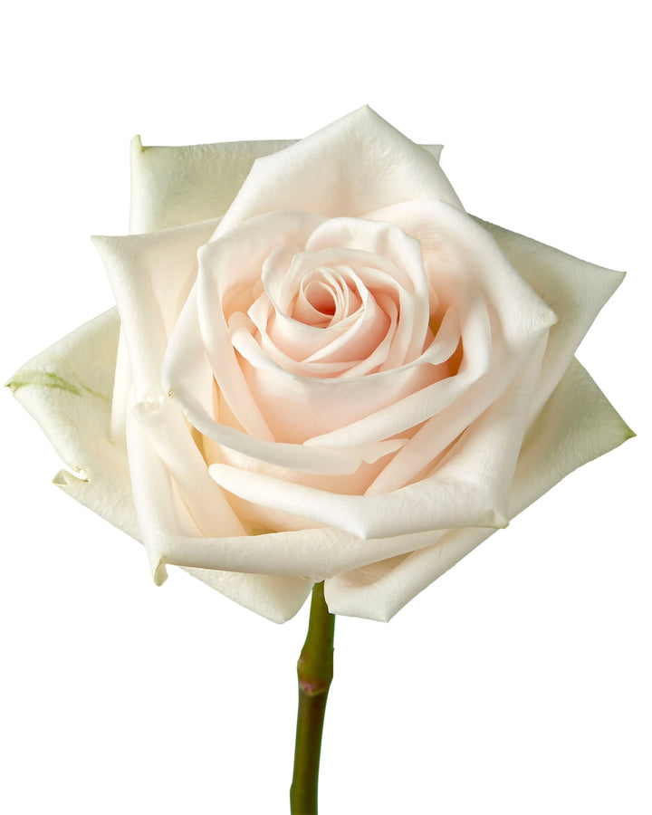 Soul Rose