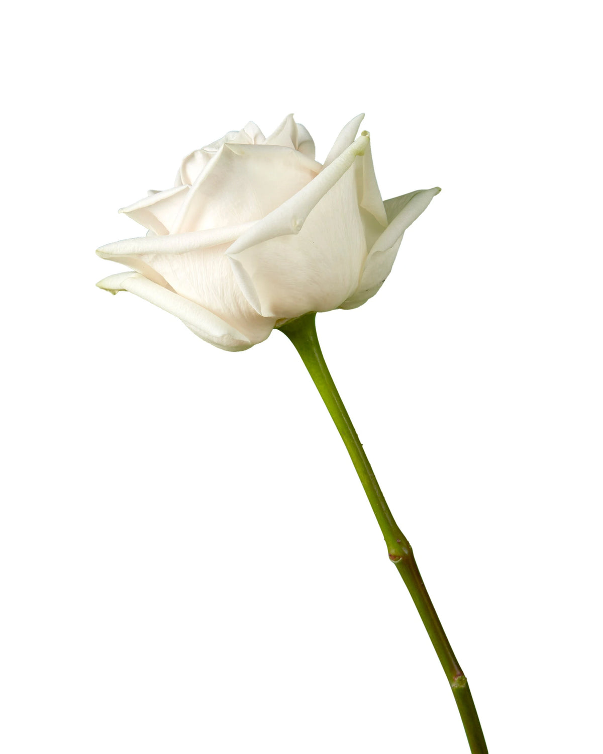 Soul Rose