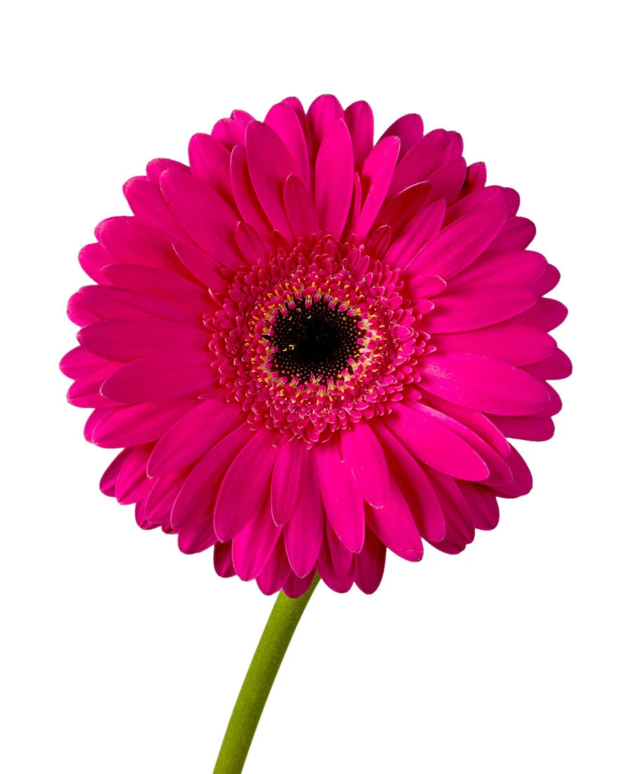 Sound Jumbo Gerbera Daisy