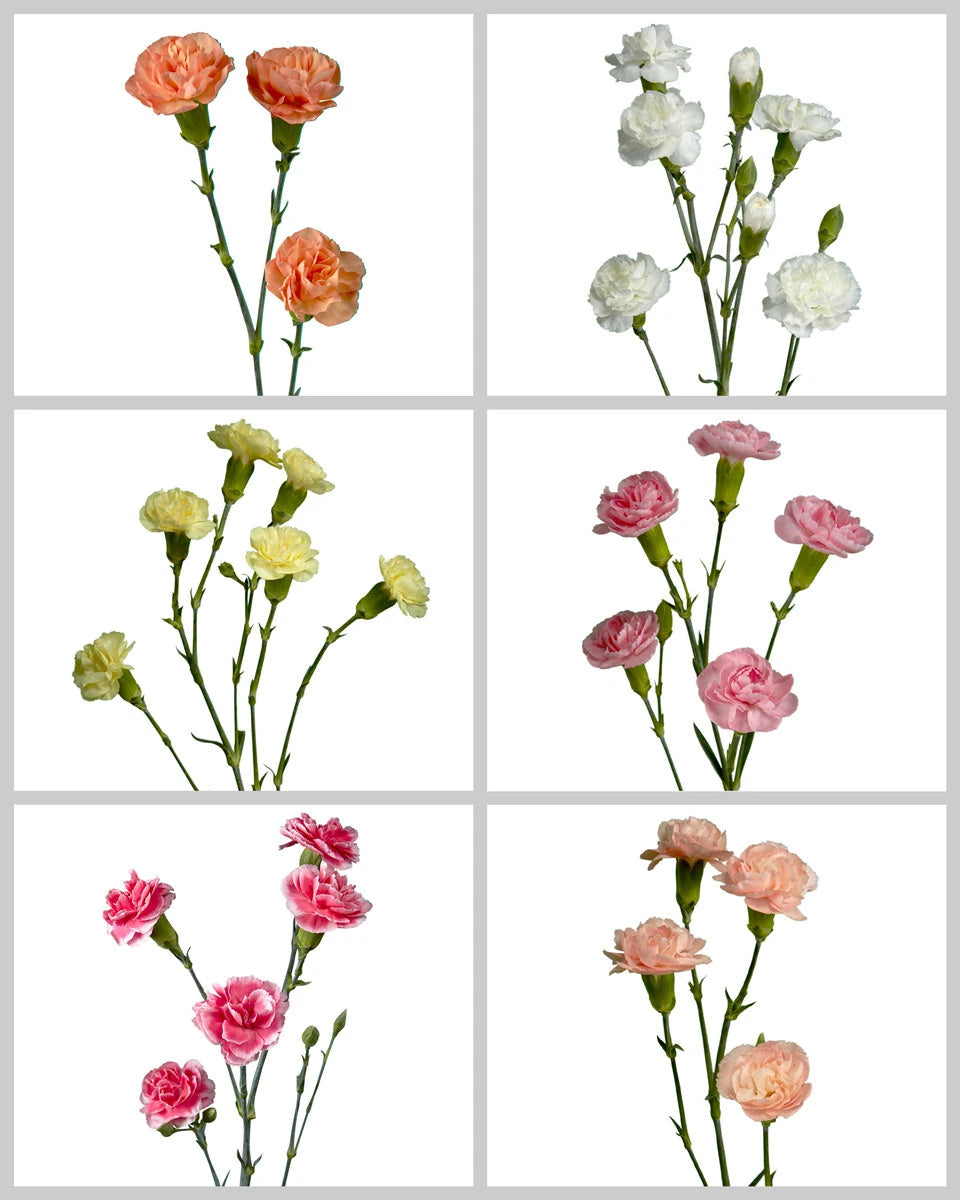 Spray Carnation Assorted Box #182