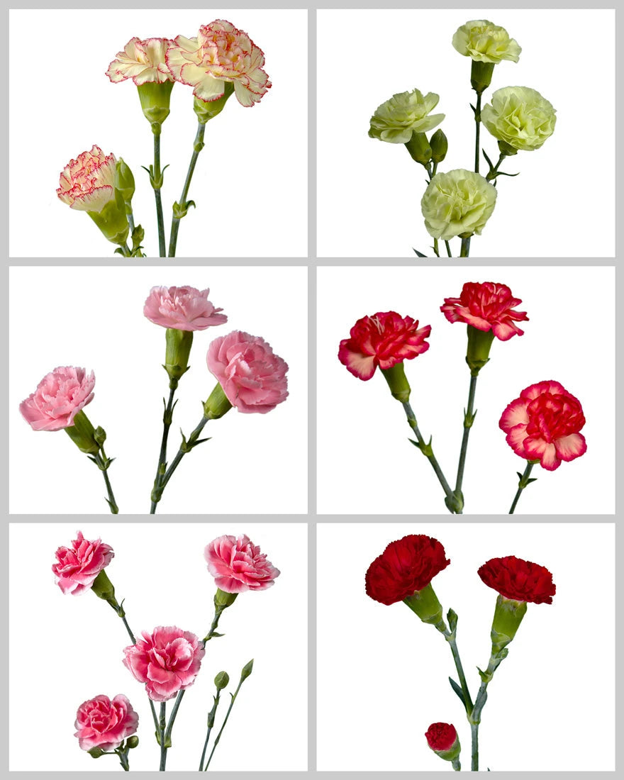 Spray Carnation Assorted Box #183