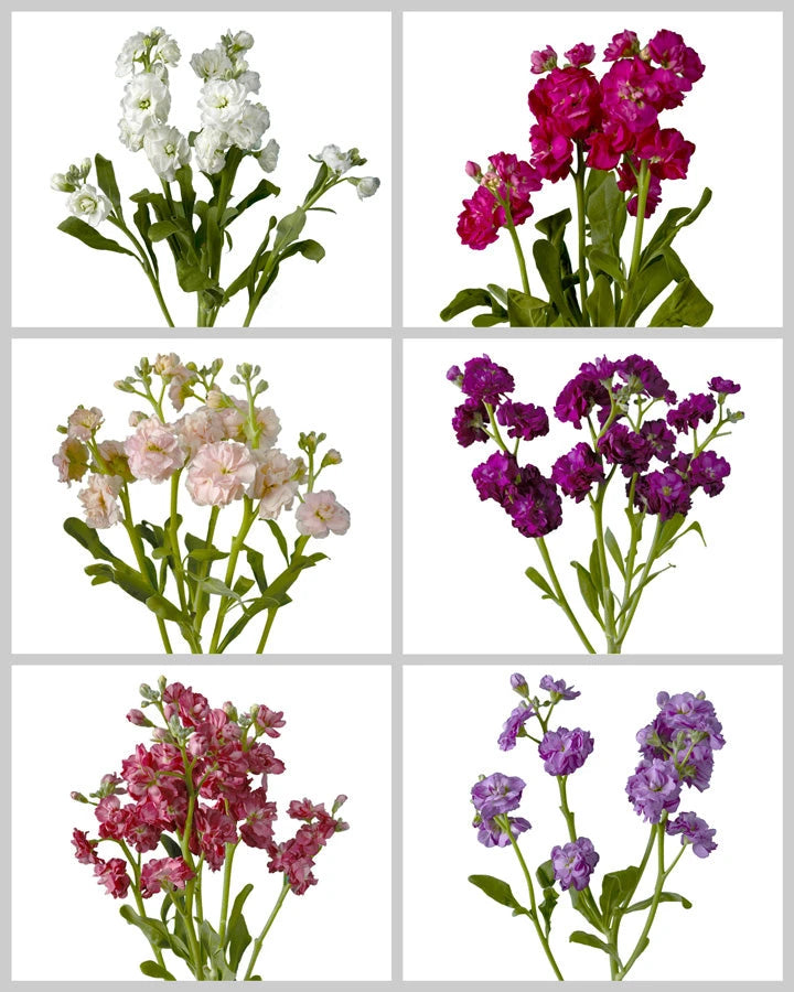 Spray Double Stock Assorted Box #015 Valentine's Day