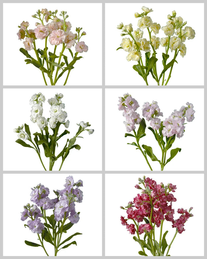 Spray Double Stock Assorted Box #016 Valentine's Day