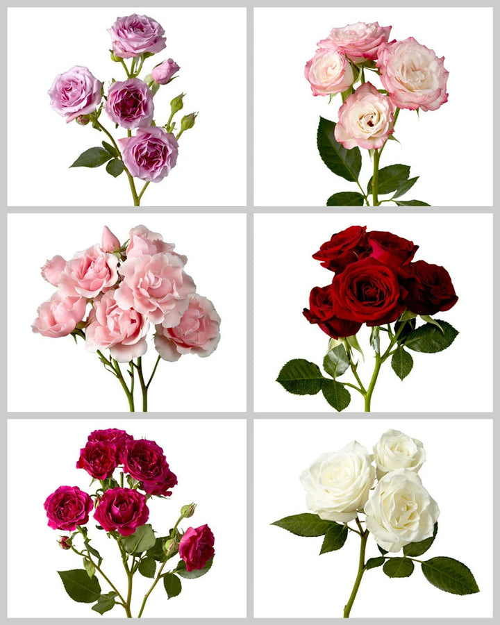 Spray Roses Mixed Box #071 Valentine's Day