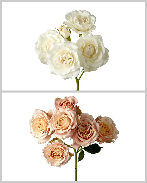 Wholesale Spray Roses Mixed Wedding Box #179 | PetalJet