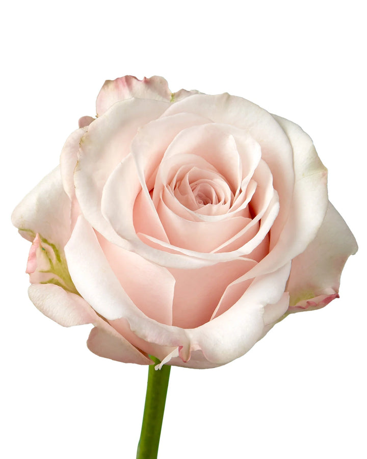 Rose Rise Compressor Cotton Xpression Garden Rose