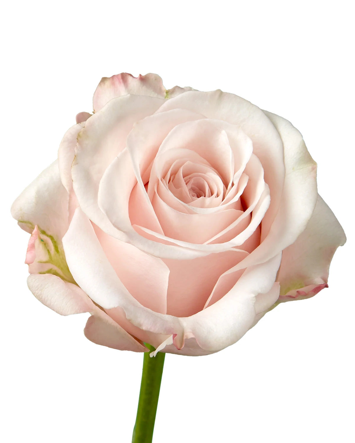 Sprit Rose