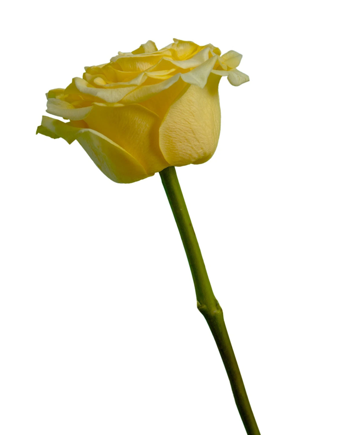 Starwalker Garden Rose