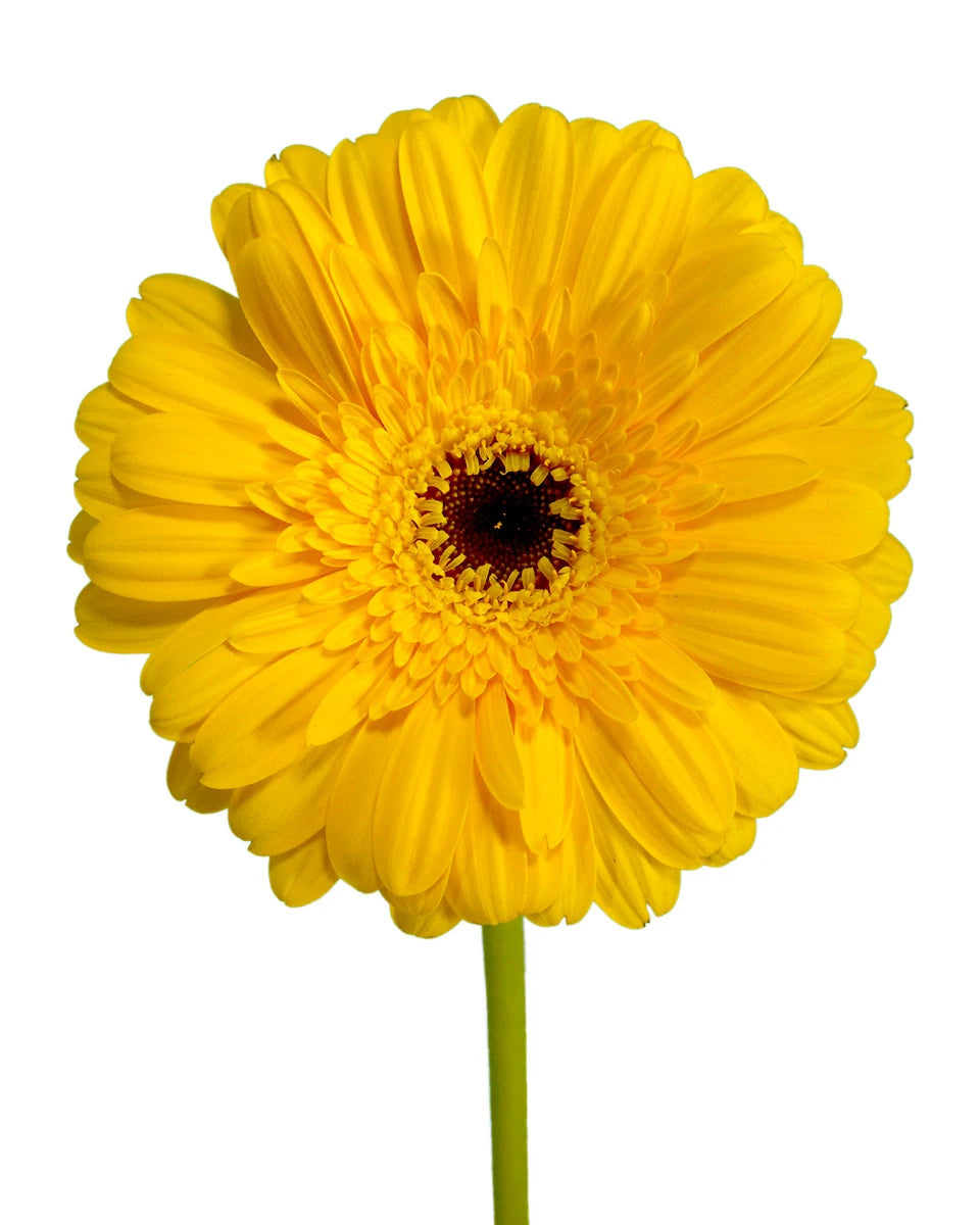Stilo Jumbo Gerbera Daisy