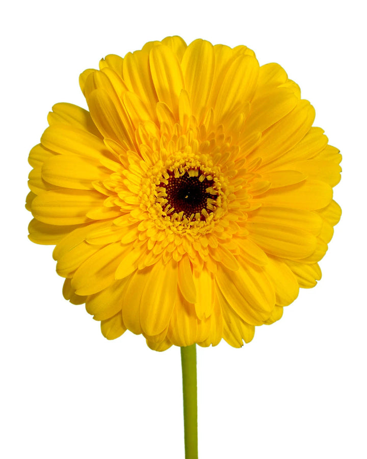 Stilo Jumbo Gerbera Daisy