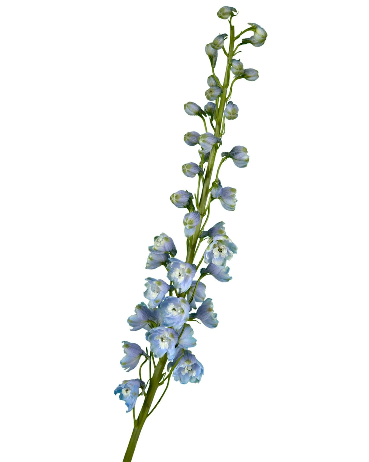 Summer Skies Hybrid Delphinium
