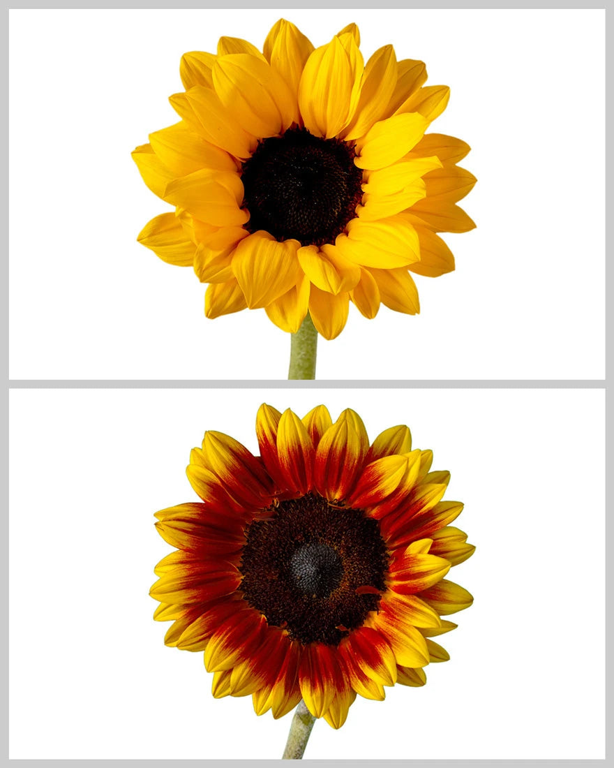 Sunflower Fall Assorted Box