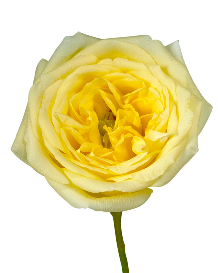 Sunny Days Rose