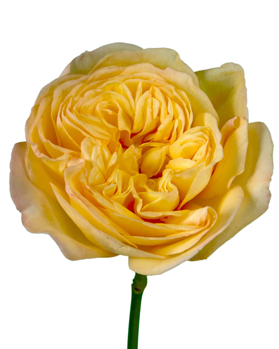 Sunny Xpression Garden Rose