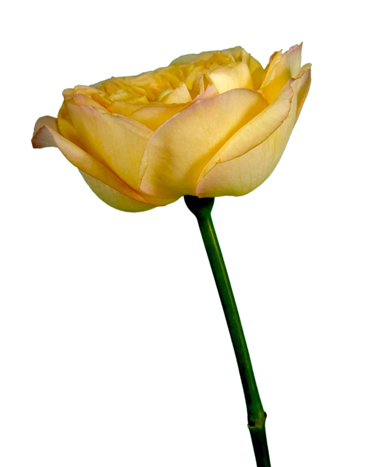 Sunny Xpression Garden Rose