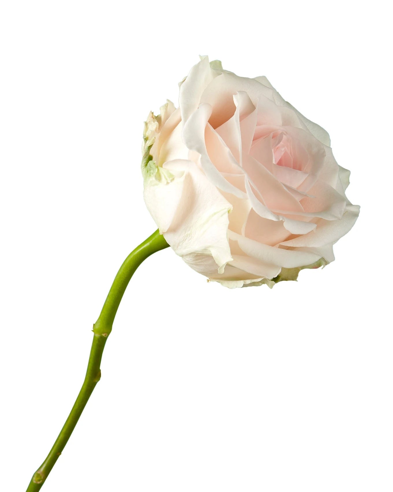 Suspiro Rose